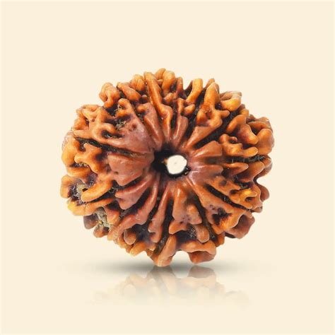 5 Mukhi Rudraksha | Panchmukhi Rudraksha | Health Rudraksha