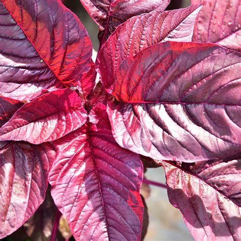 Amaranthus / Red Saag Surkh – korrelseeds