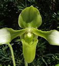 Paph. wardii var album / Orchids.com