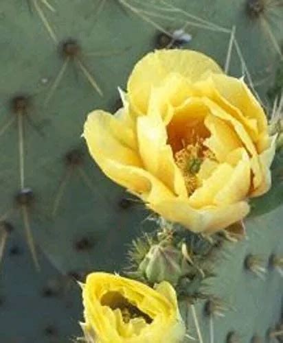 43 BEST Tips Remove Prickly Pear Cactus Needles (Proven)