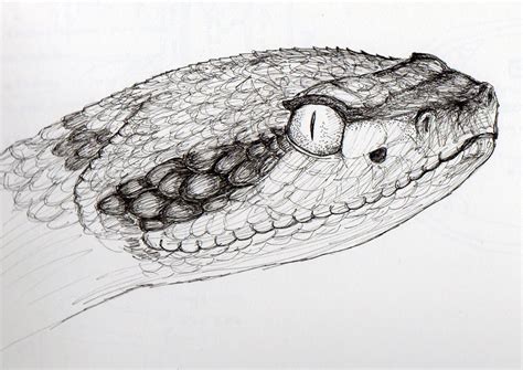 Rattlesnake Head Drawing at PaintingValley.com | Explore collection of ...