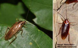 14 Types of Kitchen Bugs (With Pictures) – Identification Guide
