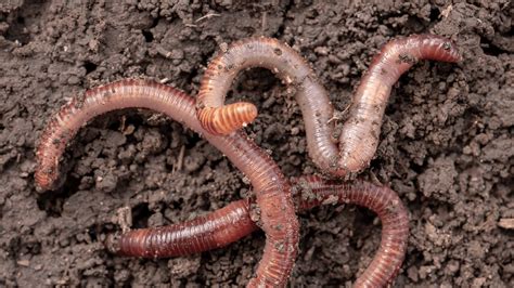 Do worms really eat dirt?