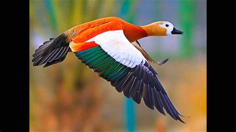 Les Oiseaux Rares