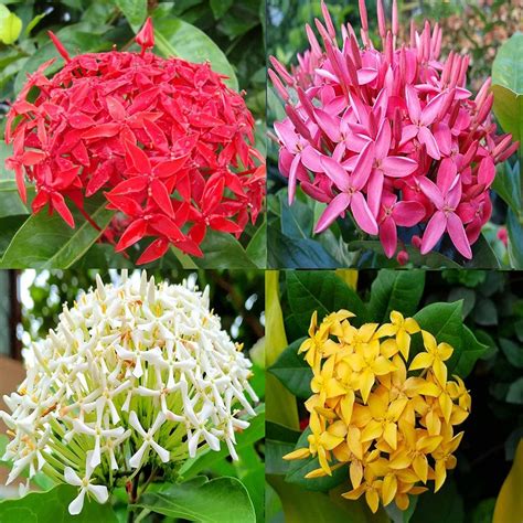 IXORA Combo Red, Yellow, White & Pink Colour Ixora Rukmini Rangan ...