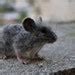 Buy Needle Felted Mouse. Gray Mouse. Real Size . Online in India - Etsy