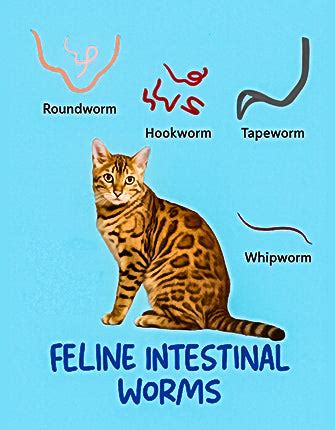 Deworming Your Cat: Complete Guide for Indian Pet Owners – Purrfeto