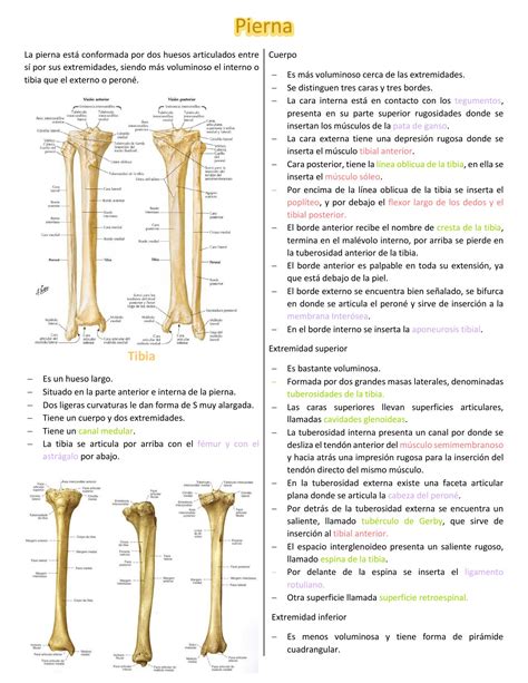 Anatomía De La Tibia Y El Peroné