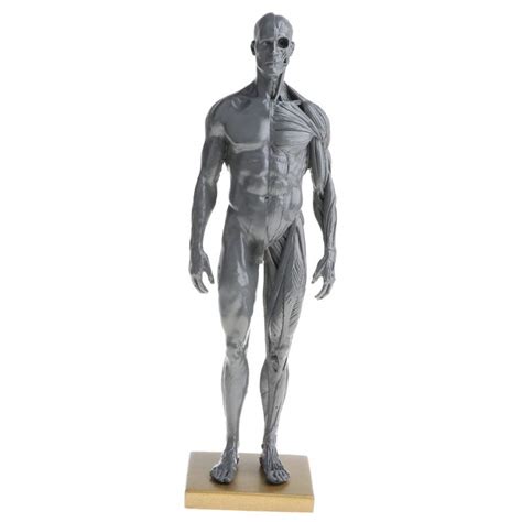 Buy COLiJOL Anatomy Diagram Assembly Model 11 in(30Cm) Male Anatomy Figure, Human Body Muscle ...