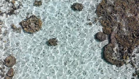 'Conserjes' del mar: los pepinos de mar desempeñan un papel crucial en ...