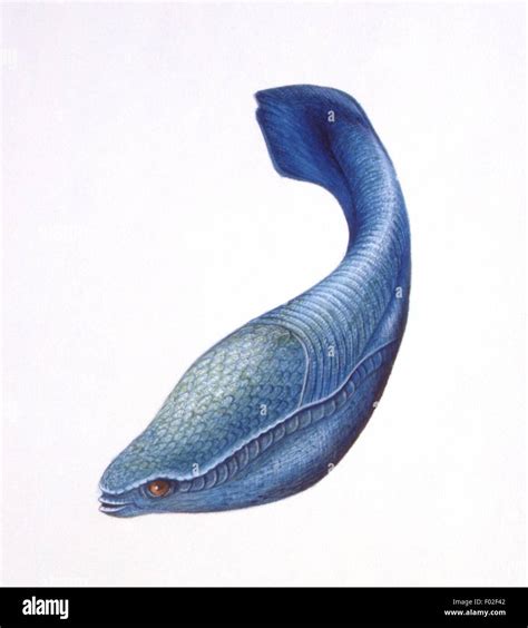 Cambrian Ordovician Plants And Animal