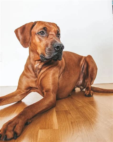 Image result for Boxer Mix Dogs