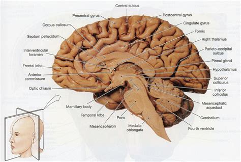 Brain Anatomy With Labels at Katie Felton blog