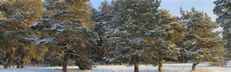 Download wallpaper winter, forest, the sky, snow, trees, traces ...
