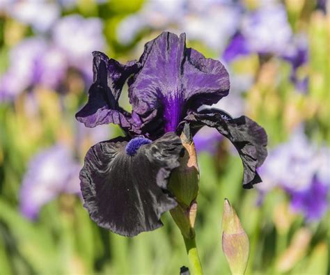 How to grow bearded irises: with expert gardening advice | Homes and ...
