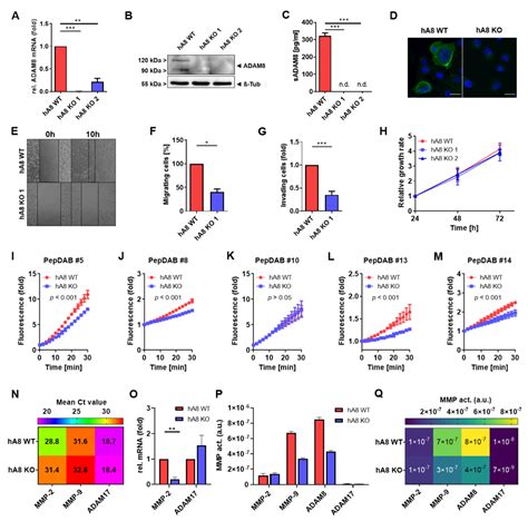 ADAM8-Dependent Extracellular Signaling in the Tumor Microenvironment ...