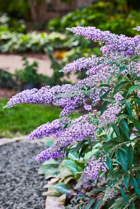 11 Best Deer-Resistant Shrubs for Avoiding Browsing Damage