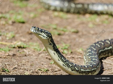Image result for Australian Python Snake
