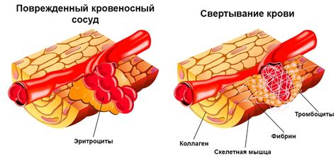 Тромбоциты в крови: норма, причины отклонений, что значат