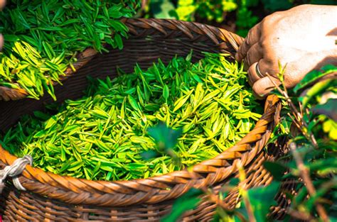 贵州茶叶出口突破一亿美元 -食品商务网资讯