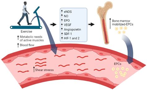 Maximal Exercise Improves the Levels of Endothelial Progenitor Cells in Heart Failure Patients