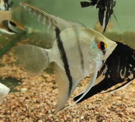 Rare Freshwater Angelfish