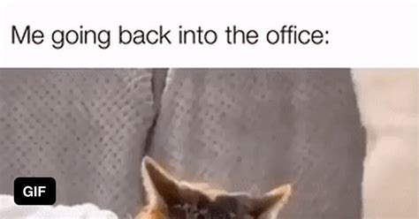 Image result for Cat Sketch Tutorial