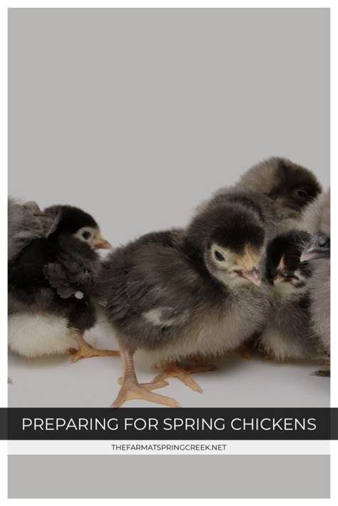 Spring Chickens 11 的图像结果