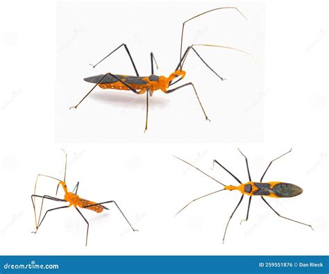 Milkweed Assassin Bug