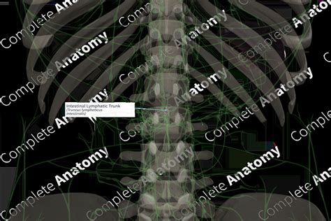 Image result for Lymph trunk Lymphatic System