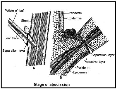 Secondary Growth - Biology for ACT PDF Download