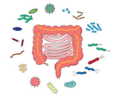 Image result for GI Study Map