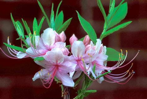 Kentucky Native Plant and Wildlife: Plant of the Pinxter Flower Azalea (Rhododendron ...