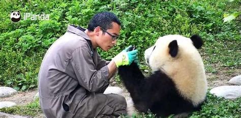 大熊猫饲养员的一天：我们是抱大腿的友情[7]- 中国日报网