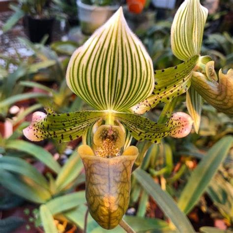 Paph. venustum var. semi alba - NBS – EXOTICA ORCHIDS