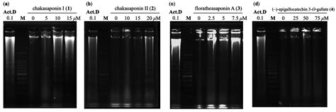 The Antiproliferative Effect of Chakasaponins I and II ...