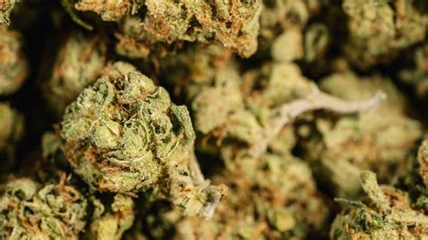 Does Amazon Drug Test For Weed? | Felony Record Hub