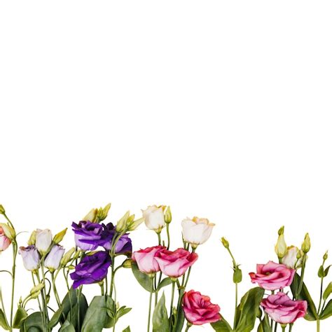 Image result for Spring Flower PSD
