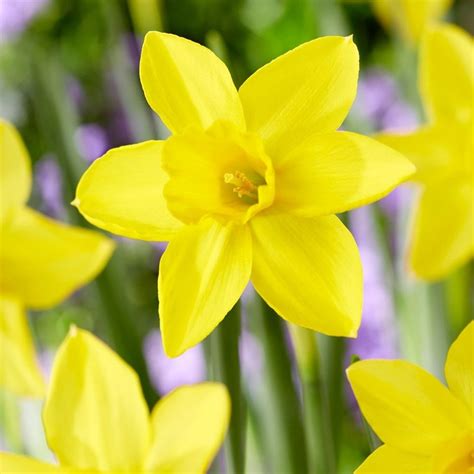 Buy jonquilla daffodil bulbs Narcissus 'Marie Curie Diamond': Delivery ...
