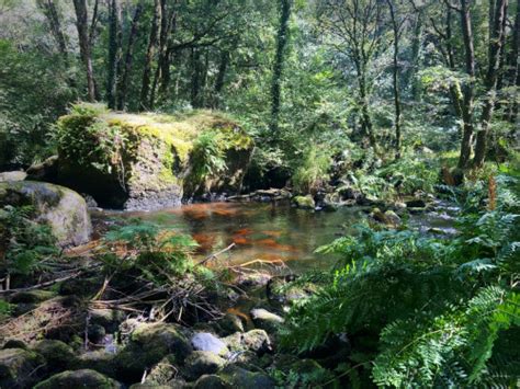 Image result for Loop to Loop Knot On Fly Line