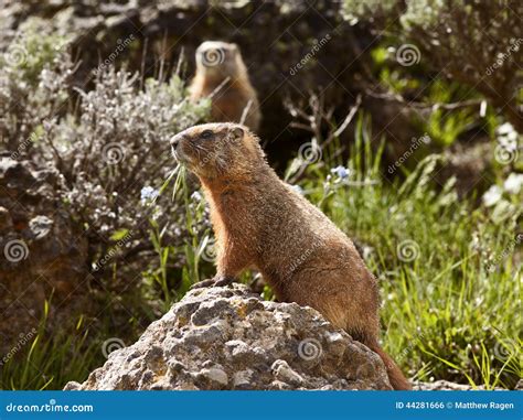 Rock Chuck in Yellowstone stock photo. Image of park - 44281666