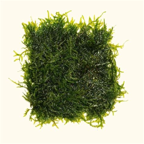 Live Java Moss 的图像结果