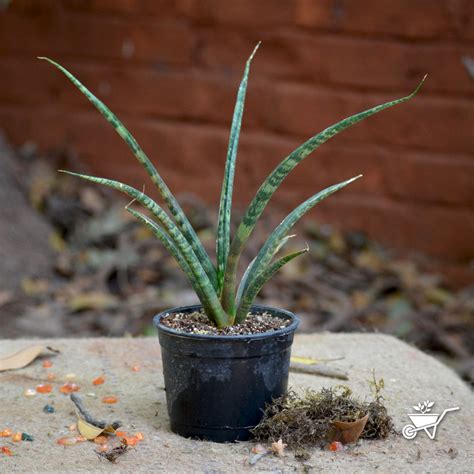 Sansevieria Bacularis Plant