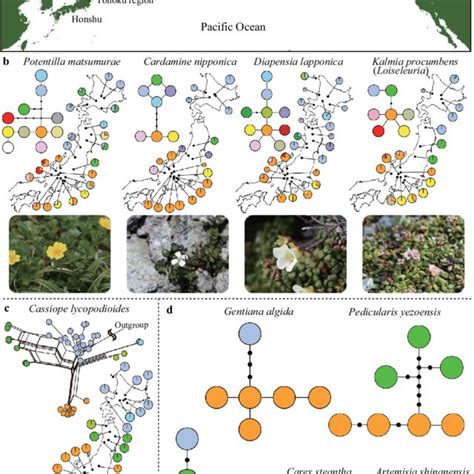 Genetic structure of alpine plants in Japan with clear genetic... | Download Scientific Diagram