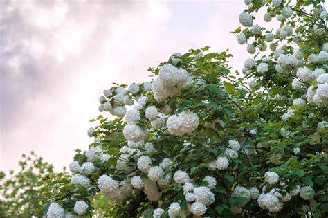 Chinese Snowball Viburnum: Care and Growing Guide
