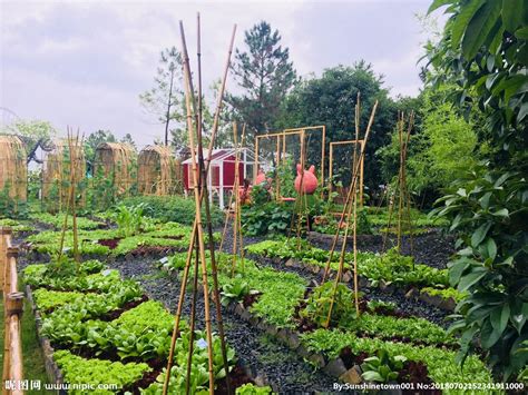 城市里的“菜园”——可食地景_成都绿之艺园林景观工程有限公司