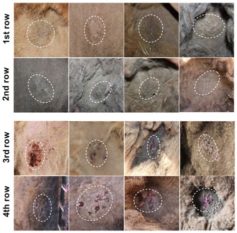 Field Trials of Live and Inactivated Camelpox Vaccines in Kazakhstan
