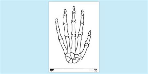 Hand Bones Colouring | Colouring Sheets (teacher made)