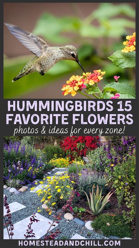 What Plant Attracts Hummingbirds