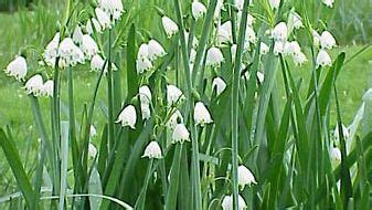 Image result for Spring Snowflake Plant